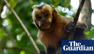 New report reveals sharp rise in online sale of primates on social media in US | Animals