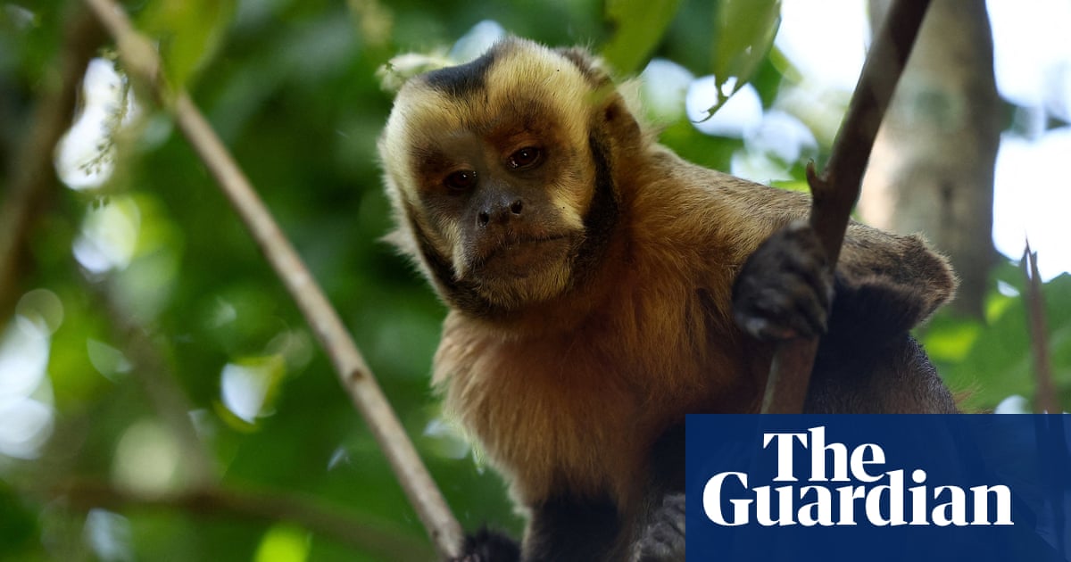 New report reveals sharp rise in online sale of primates on social media in US | Animals