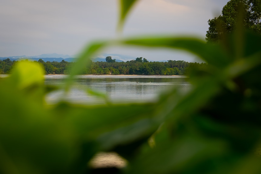 A landscape photo of Bougainville's beach and forest.