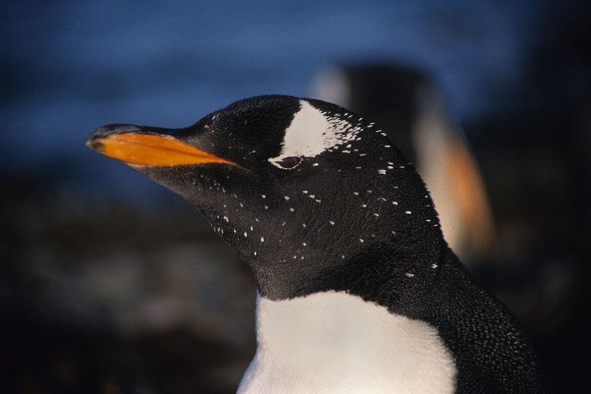A close up of the face of a gentoo penguin.