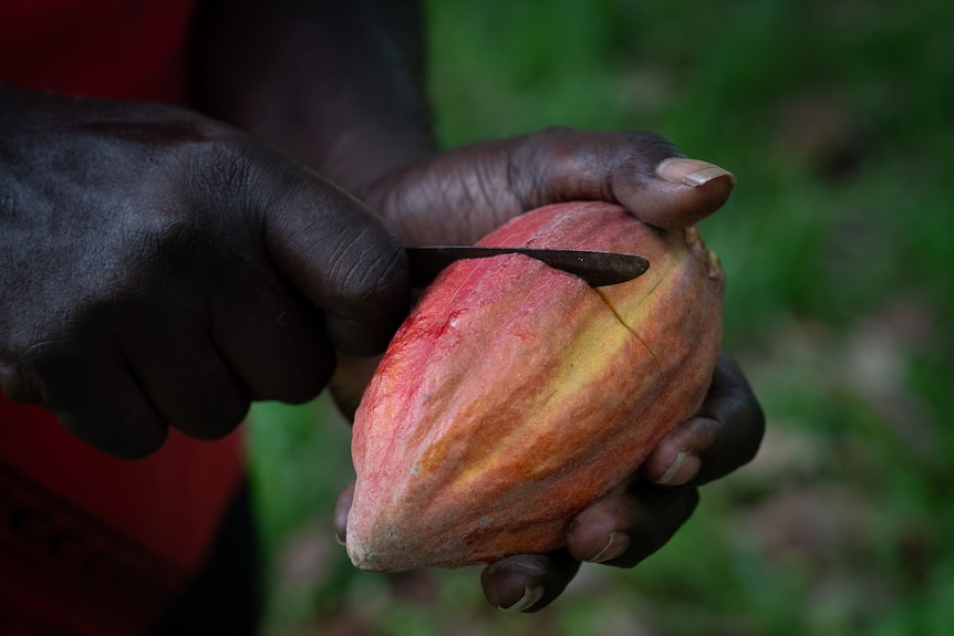 Cutting open a ripe cocoa pod to reveal its valuable contents.