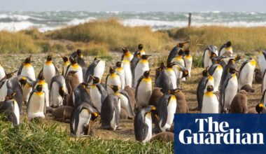 How a kindergarten teacher became the accidental guardian of 200 king penguins | Conservation