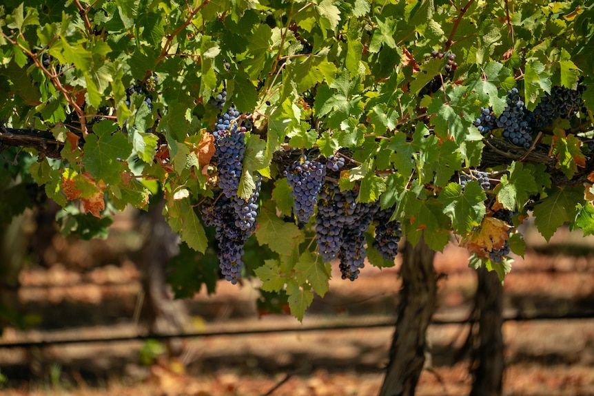 wine grapes left on the wine in a South Australian vineyard