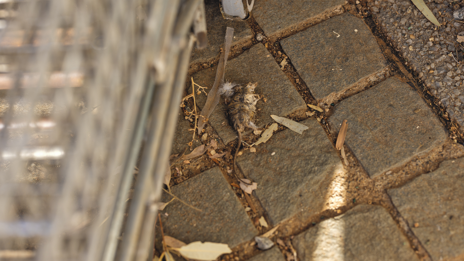 A dead mouse lays on grey bricks next to a shopping trolley.