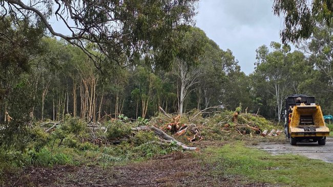 Work was halted once the koala was spotted.