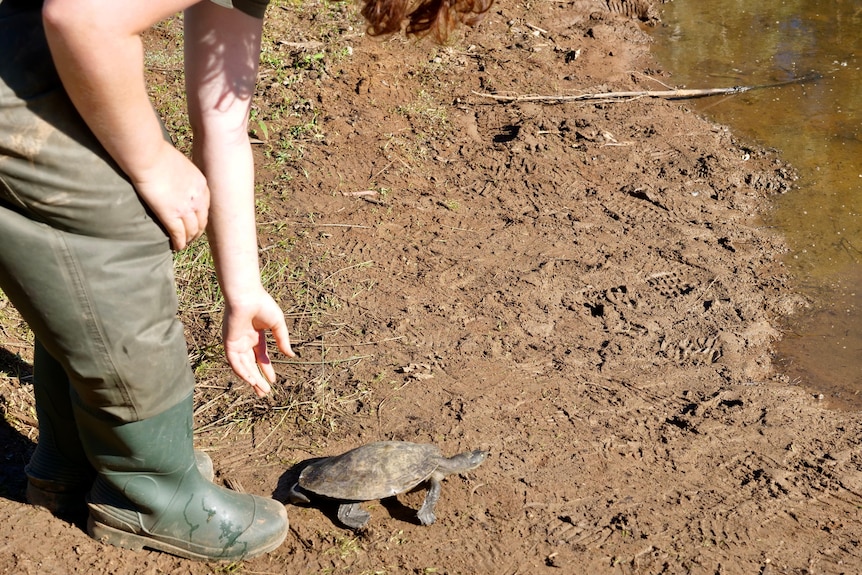 a brown turtle walking on brown mud towards the water