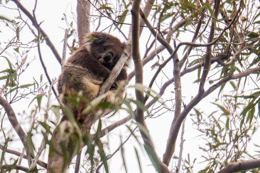 A koala sleeping in the crook of a tree.