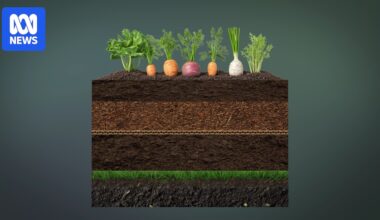 Families could save up to $50 a week growing their own fruit and vegetables