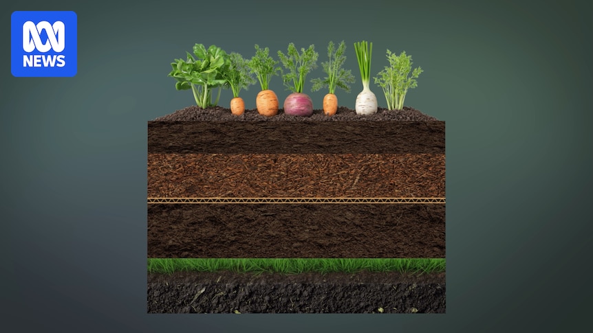 Families could save up to $50 a week growing their own fruit and vegetables