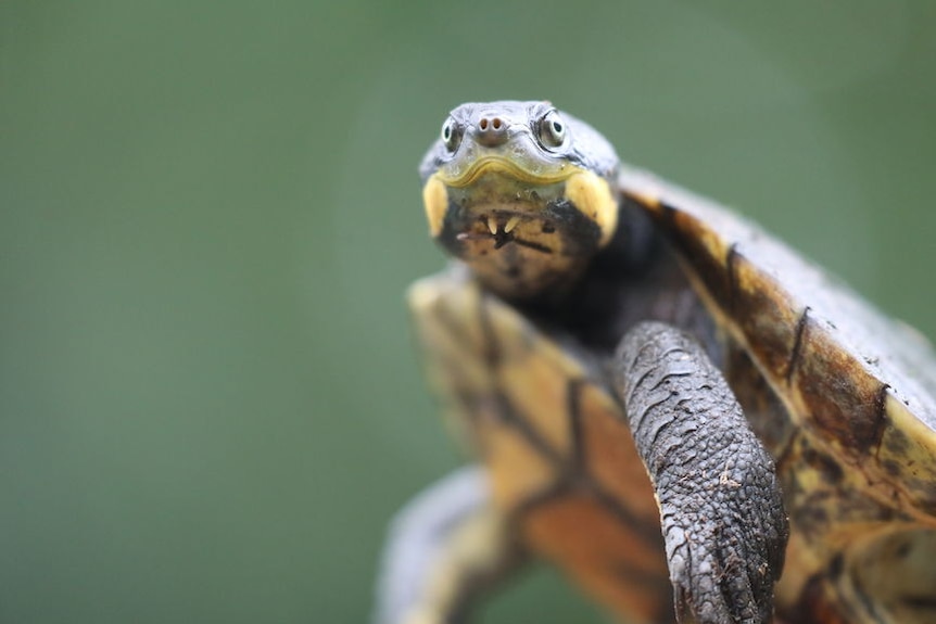 close up of turtle's face.