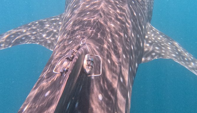 Motion-sensing tags were attached to whale sharks.
