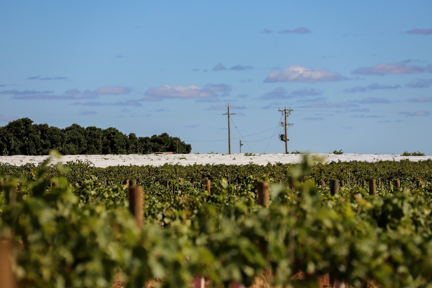 Rows of green foliage, with wooden poles. In the background there is white plastic resting on top and a powerline.