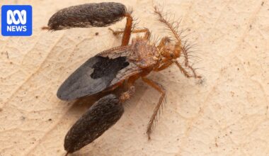 New bug species Larrakia feather-legged assassin discovered in national park near Darwin