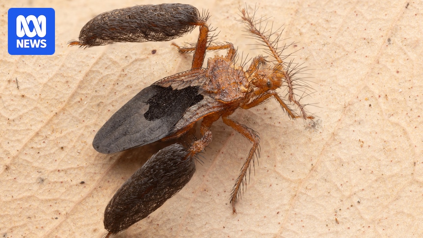 New bug species Larrakia feather-legged assassin discovered in national park near Darwin