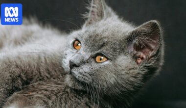 Tribunal's first refusal of a pet in rental since Tasmanian laws changed