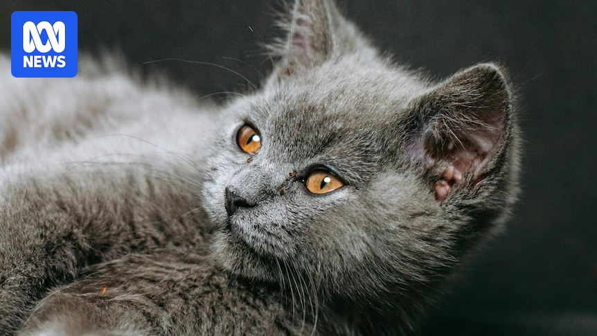 Tribunal's first refusal of a pet in rental since Tasmanian laws changed