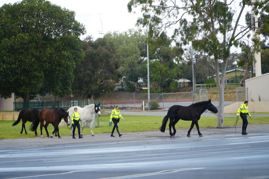Police officers leading horses across road 