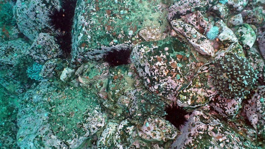 A trial site at Merimbula Wharf where sea urchins were removed as part of a habitat restoration project.