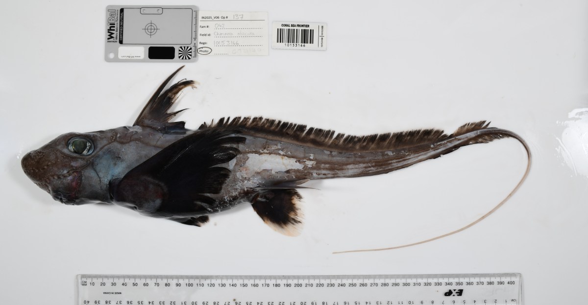 Photos: Strange new sea creatures discovered on Ocean Census expeditions