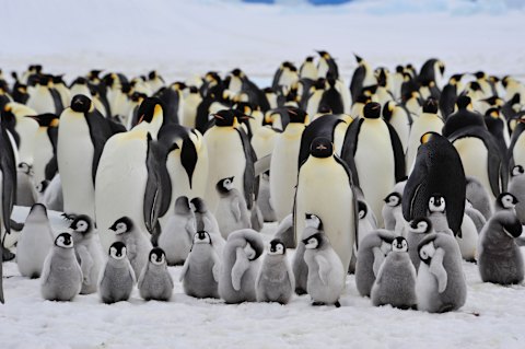 Let’s stick together: how penguins avoid the deep freeze.