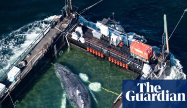 What the fate of Timmy the whale says about conservation | Environment