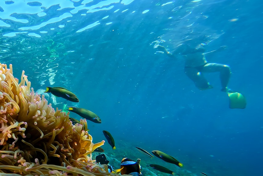 A woman in a bikini and flippers treads water above fish swimming on a coral reef.