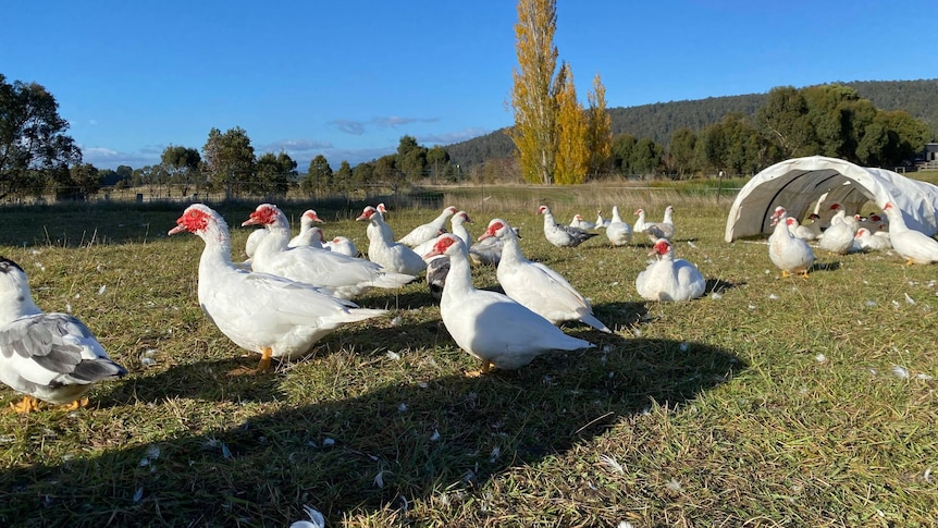 A small flock of white ducks with red faces sits in a green field.