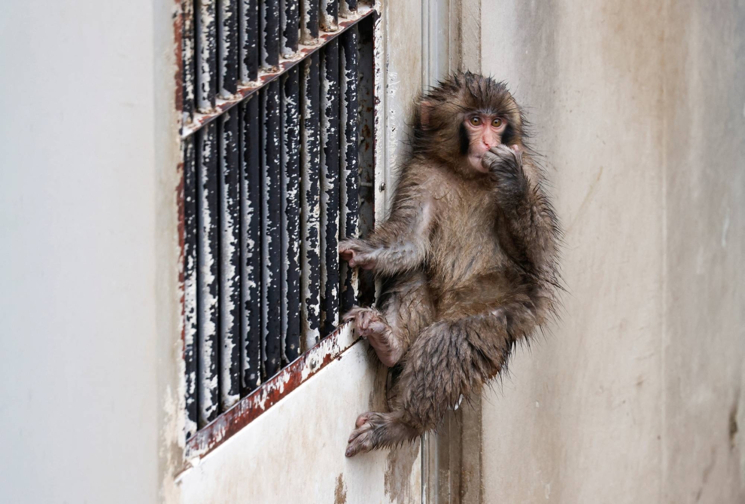 Punch, the lonely monkey, is growing up. He’s still a star.