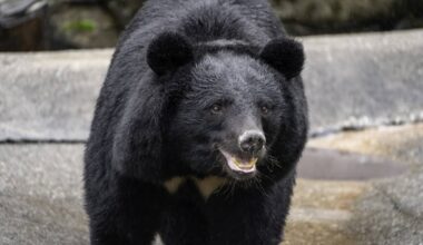 Black bear sightings in Japan more than doubled in 2025