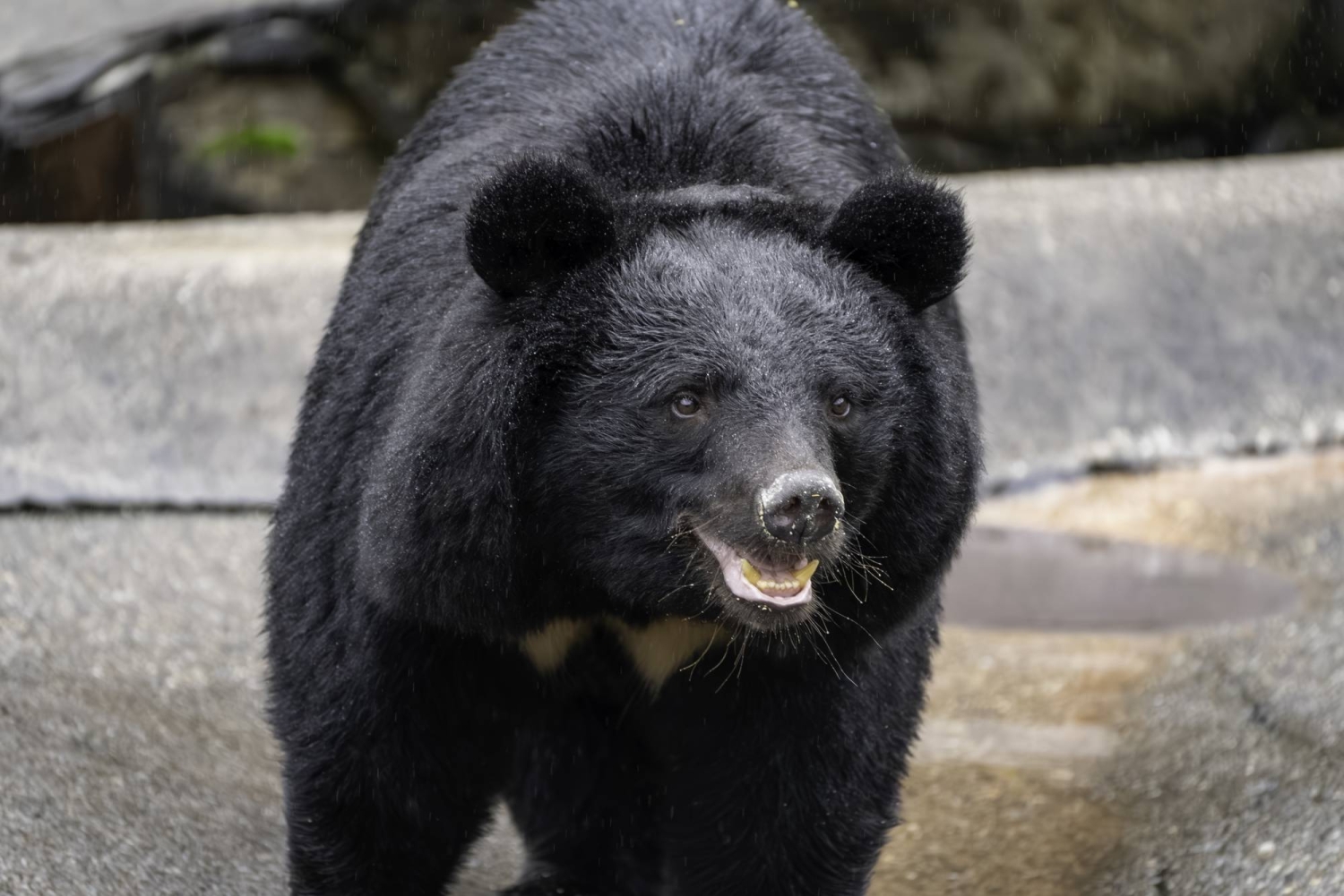 Black bear sightings in Japan more than doubled in 2025