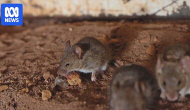 WA mouse plague pushes regulator to approve stronger bait