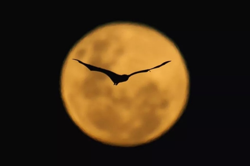 flying fox silhouetted against a full moon