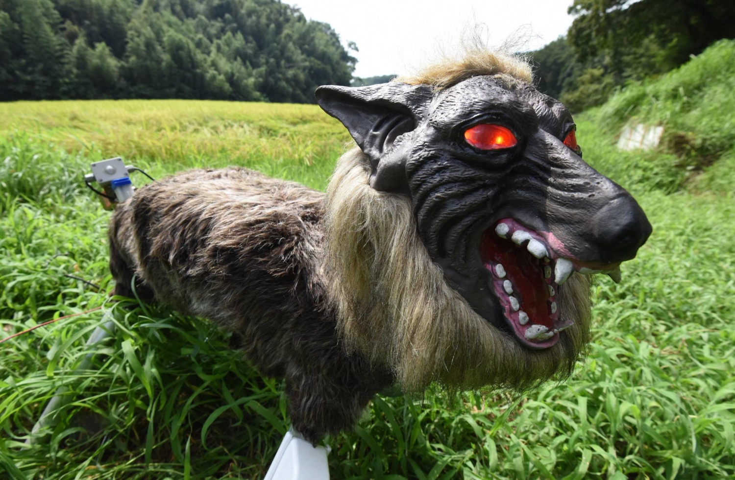 'Robot wolves' in high demand to scare off bears in Japan