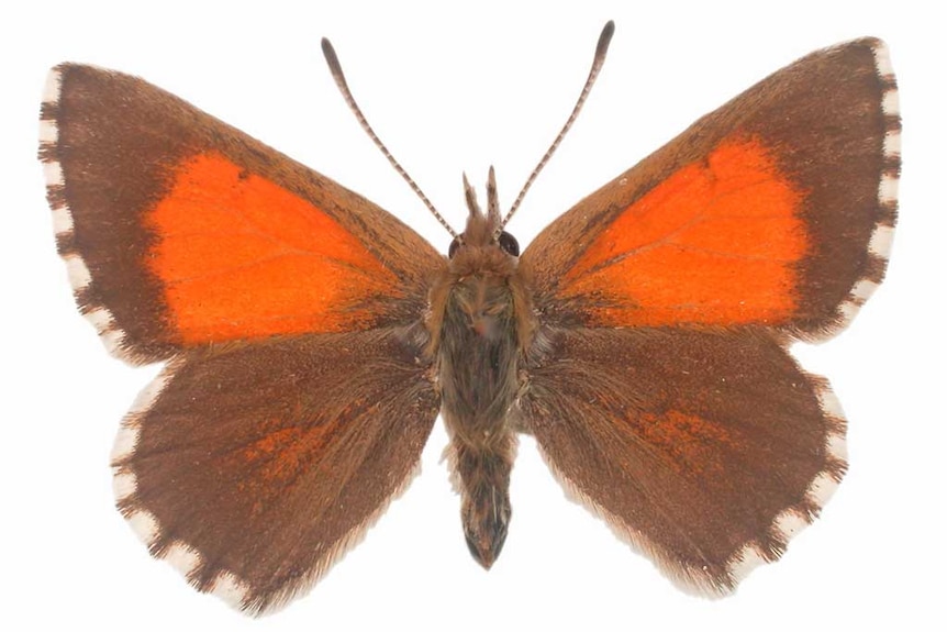A butterfly with large markings on the upper wings