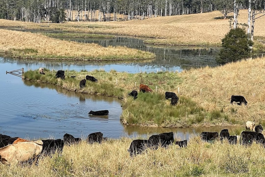 A country landscape with a dam and grazing cattle.