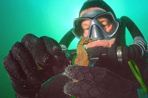 Dr David Harasti is a marine biologist who also works on seahorse conservation in Sydney.
