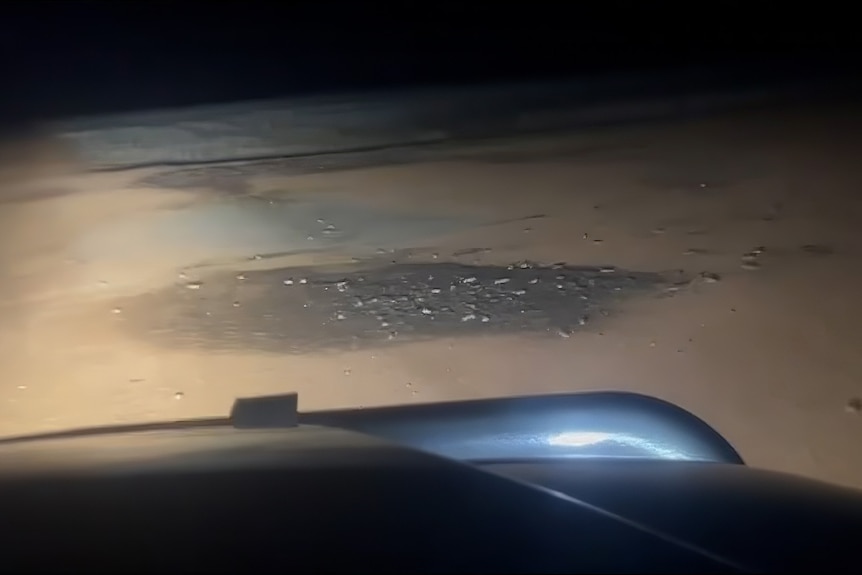 Mice at night swarming a paddock as een through a vehicle window