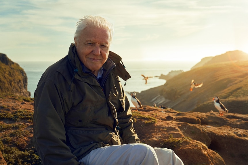 A man in a hiking raincoat sitting near a cliff and puffins as the sun comes down.