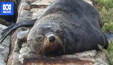 Community mourns as Mornington Peninsula's Sammy the seal believed dead