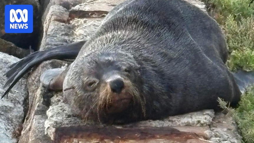 Community mourns as Mornington Peninsula's Sammy the seal believed dead