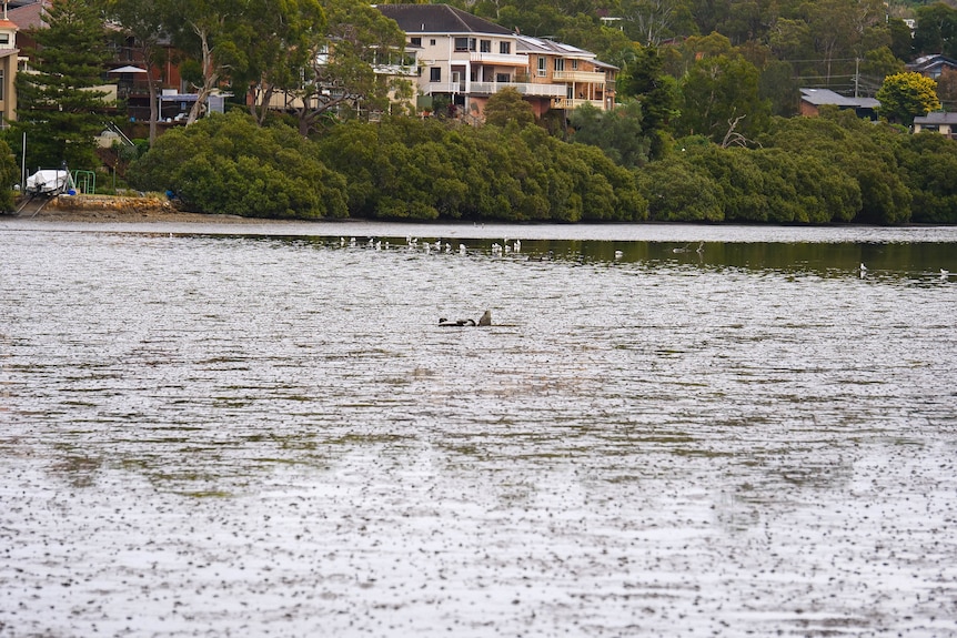 a bin sticking out of shallow muddy water in a bay of water