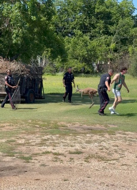 Police finally wrangle the kangaroo.