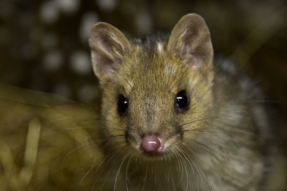 Many Australians could walk past a quoll without knowing what it is.