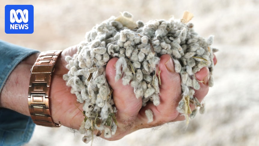 Farmers struggle to source cottonseed for cattle feed amid dry conditions