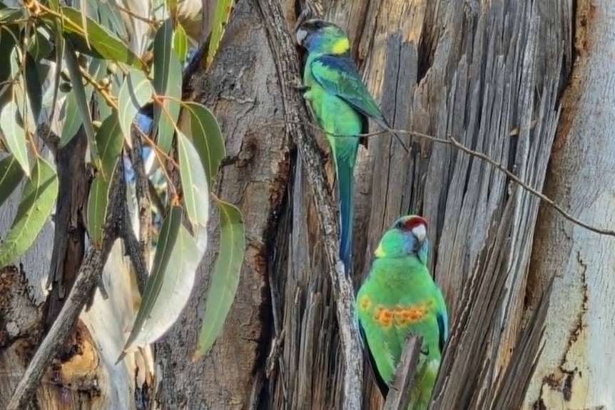 A pair of colourful parrots perch on a tree in the bush.
