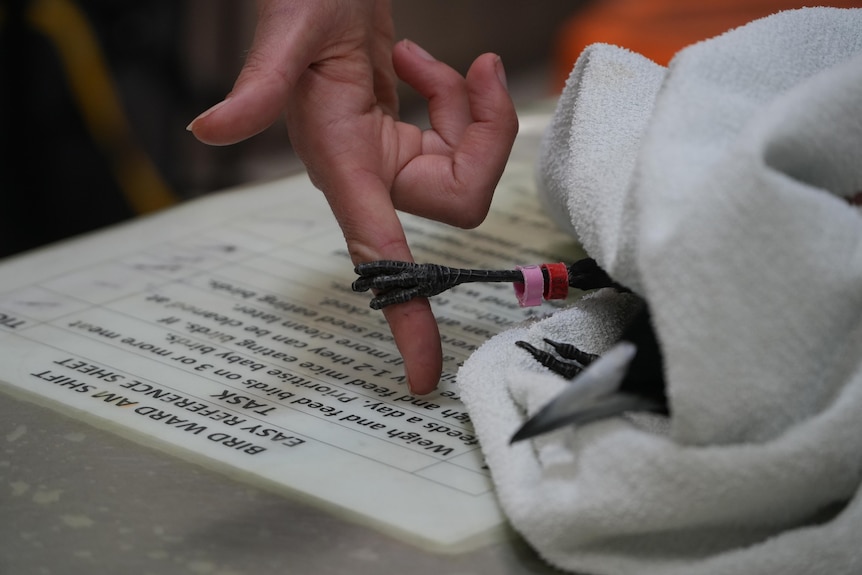 A sick magpie wrapped in a towel grasps a wildlife carer's finger with its claw