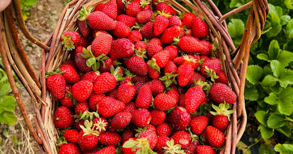 Benefits Of Eating Strawberries