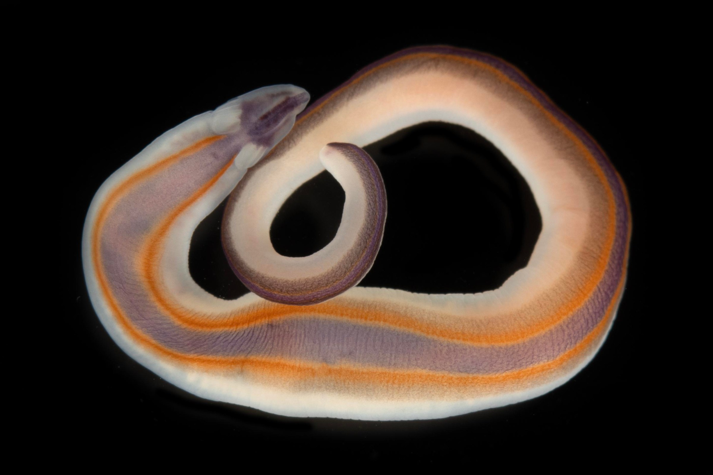 A ribbon-striped orange, cream and brown worm, curled in a spiral shape.