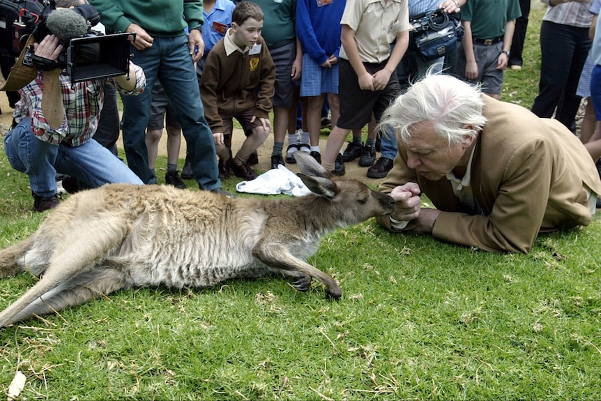 David Attenborough lies on the ground face to face with a small kangaroo who is also lying on the ground.