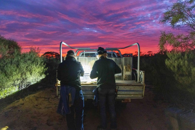 Last year, Australian Wildlife Conservancy (AWC) released 147 Woylies beyond the feral predator-free fenced area at Mt Gibson Wildlife Sanctuary in Western Australia's Wheatbelt region. It was the first time in over a century that the species had been released into the broader region.